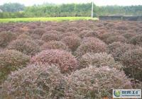 孝感周巷 優質紅繼木規格齊全，滿足多樣化綠化需求