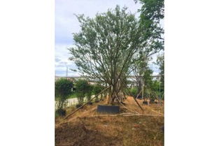 滁州精品樸樹價格、苗木假植方法及注意事項詳解