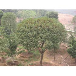 丹桂苗木 批發、供應與廠家選擇指南