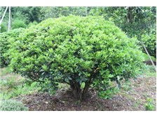 郴州市蘇仙區宏達草皮苗木基地產品展示 優質苗木，綠化首選