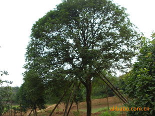 供應(yīng)湖南優(yōu)質(zhì)八月桂苗木，盡在農(nóng)苗網(wǎng)與瀏陽(yáng)林子洲苗圃