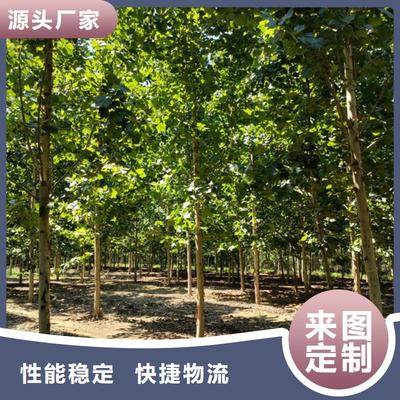 法桐苗木暢銷全國(guó)，優(yōu)質(zhì)基地助力綠化建設(shè)