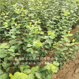 杭州建德大紅袍李子樹(shù)苗誠(chéng)信商家 苗木選購(gòu)指南