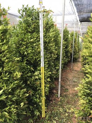 江西綠化苗木之精品 袋苗紅車種植與農(nóng)戶合作前景