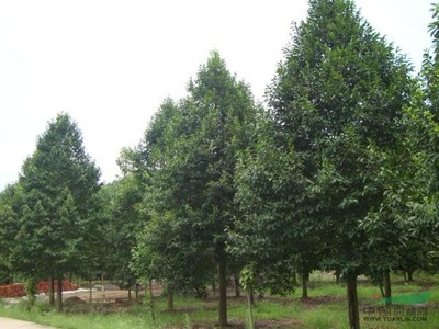 河南苗木花木園林苗圃場(chǎng)的發(fā)展與前景