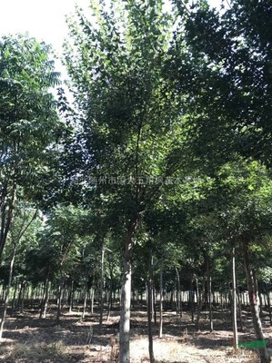 湖北隨州市國(guó)大五角楓苗木基地 優(yōu)質(zhì)苗木的培育與價(jià)值