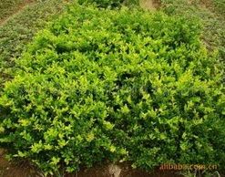 瀏陽(yáng)市鑫森花卉苗木種植專業(yè)合作社綠化苗木產(chǎn)品列表