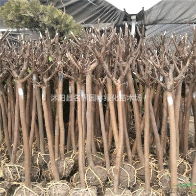 沭陽(yáng)縣廣漢園林苗木場(chǎng) 優(yōu)質(zhì)苗木的綠色產(chǎn)業(yè)基地