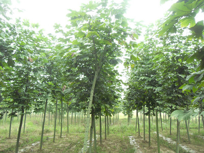 羅山花卉苗木園 苗木產(chǎn)業(yè)的綠色明珠與生態(tài)引擎