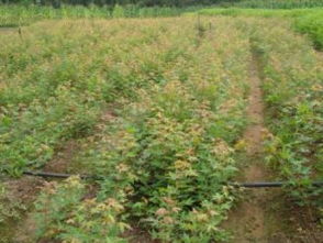 破局與新生 關(guān)鍵之年看黑松、油松、側(cè)柏的市場(chǎng)前景