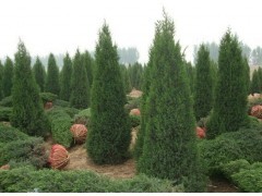 北京地區(qū)常見綠化喬灌木苗木供應(yīng)信息指南