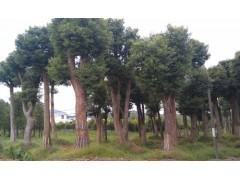 湖南香樟樹市場行情分析及工程綠化苗木價格參考（2013年數(shù)據(jù)）